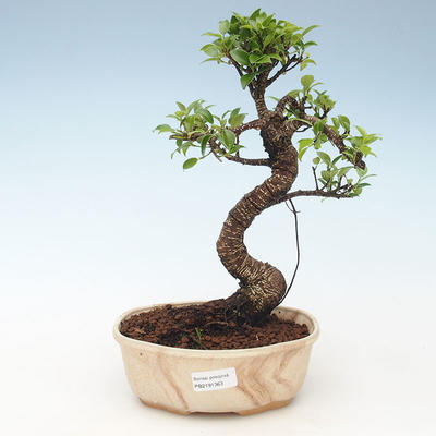 Indoor bonsai - Ficus retusa - small leaf ficus 414-PB2191363 - 1