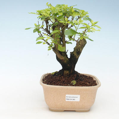 Indoor bonsai - Duranta erecta Aurea 414-PB2191365 - 1