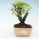 Indoor bonsai - Duranta erecta Aurea 414-PB2191365 - 1/3