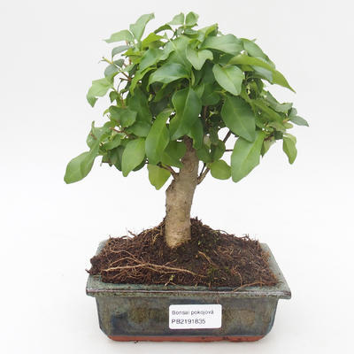 Indoor bonsai -Ligustrum chinensis - Privet PB2191835 - 1