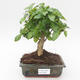 Indoor bonsai -Ligustrum chinensis - Privet PB2191835 - 1/3
