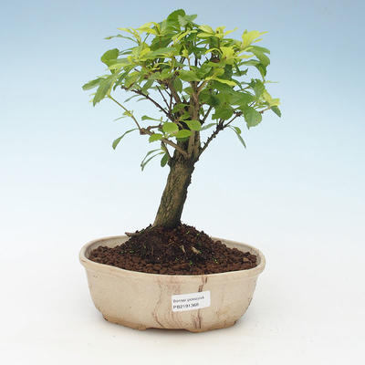 Indoor bonsai - Duranta erecta Aurea 414-PB2191368 - 1