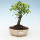 Indoor bonsai - Duranta erecta Aurea 414-PB2191368 - 1/3