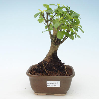 Indoor bonsai - Duranta erecta Aurea 414-PB2191371 - 1