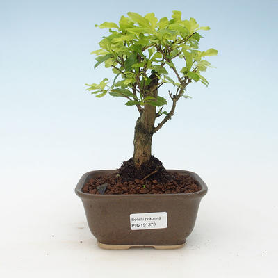Indoor bonsai - Duranta erecta Aurea 414-PB2191373 - 1