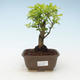 Indoor bonsai - Duranta erecta Aurea 414-PB2191373 - 1/3