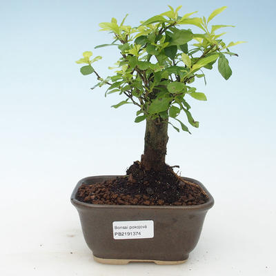 Indoor bonsai - Duranta erecta Aurea 414-PB2191374 - 1