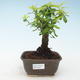 Indoor bonsai - Duranta erecta Aurea 414-PB2191374 - 1/3