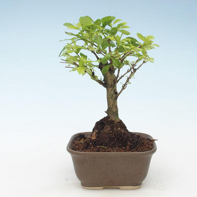 Indoor bonsai - Duranta erecta Aurea 414-PB2191377 - 1