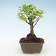 Indoor bonsai - Duranta erecta Aurea 414-PB2191377 - 1/3