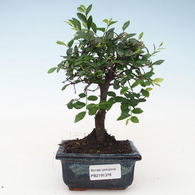 Indoor bonsai- Ulmus Parvifolia-Small-leaved Elm 414-PB2191378
