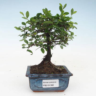 Indoor bonsai - Ulmus Parvifolia-Small leaf elm 414-PB2191382