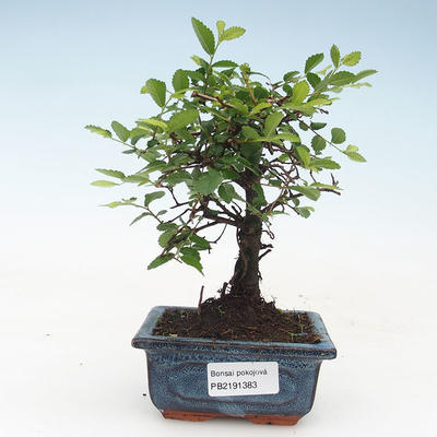 Indoor bonsai- Ulmus Parvifolia-Small leaf elm 414-PB2191383