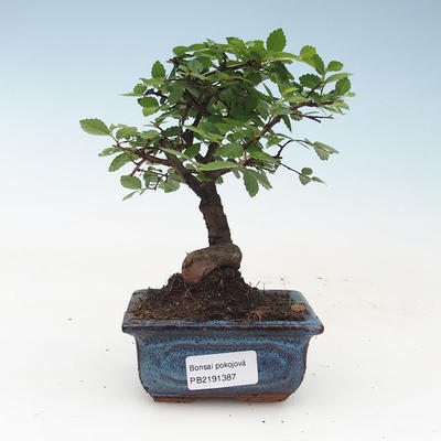 Indoor bonsai- Ulmus Parvifolia-Small-leaved Elm 414-PB2191387