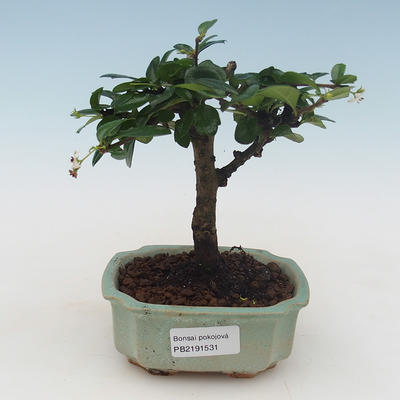 Indoor bonsai - Carmona macrophylla - Tea fuki PB2191531 - 1