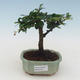 Indoor bonsai - Carmona macrophylla - Tea fuki PB2191531 - 1/5