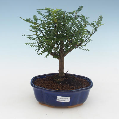 Indoor bonsai - Zantoxylum piperitum - Pepper tree PB2191541 - 1