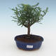 Indoor bonsai - Zantoxylum piperitum - Pepper tree PB2191541 - 1/4