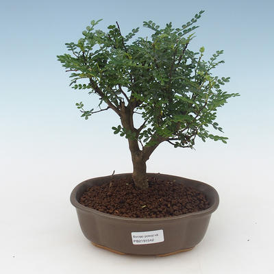 Indoor bonsai - Zantoxylum piperitum - Pepper tree PB2191542 - 1