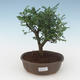 Indoor bonsai - Zantoxylum piperitum - Pepper tree PB2191542 - 1/4