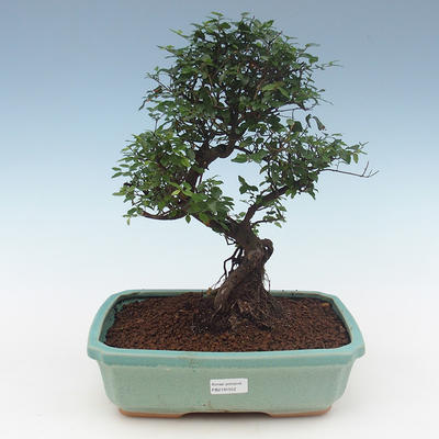 Indoor bonsai - Sagerécie thea - Sagerécie thea 2191552 - 1