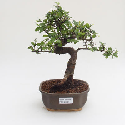 Indoor bonsai - Ulmus parvifolia - Small leaf elm PB2191582 - 1