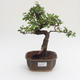 Indoor bonsai - Ulmus parvifolia - Small leaf elm PB2191582 - 1/3