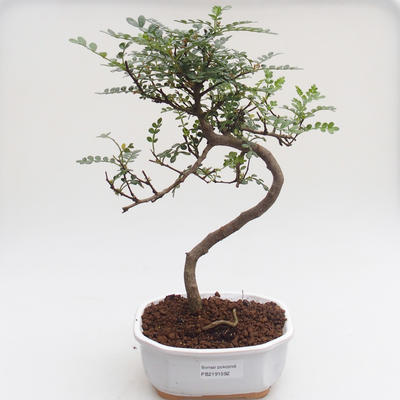 Indoor bonsai - Zantoxylum piperitum - Pepper tree PB2191592 - 1