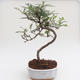 Indoor bonsai - Zantoxylum piperitum - Pepper tree PB2191592 - 1/4