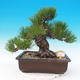 Outdoor bonsai - Pinus thunbergii - Thunberg Pine - 1/5