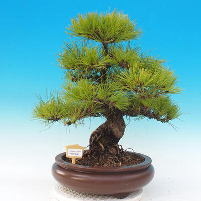 Outdoor bonsai - Pinus densiflora - red pine - 1