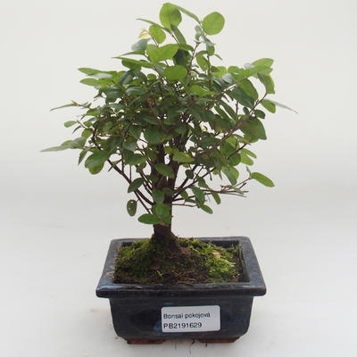 Indoor bonsai - Sagerécie thea - Sagerécie thea PB2191629 - 1