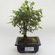 Indoor bonsai - Sagerécie thea - Sagerécie thea PB2191629 - 1/4
