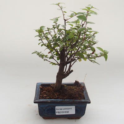 Indoor bonsai - Sagerécie thea - Sagerécie thea PB2191631 - 1