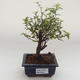 Indoor bonsai - Sagerécie thea - Sagerécie thea PB2191631 - 1/4