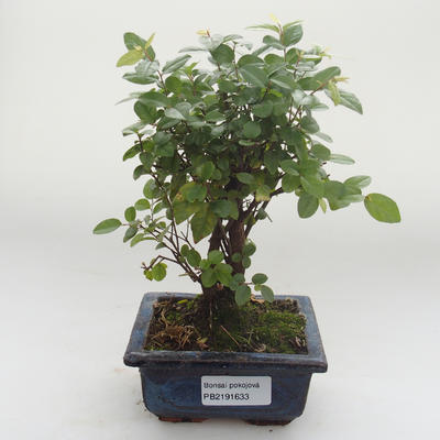 Indoor bonsai - Sagerécie thea - Sagerécie thea PB2191633 - 1