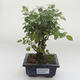 Indoor bonsai - Sagerécie thea - Sagerécie thea PB2191633 - 1/4