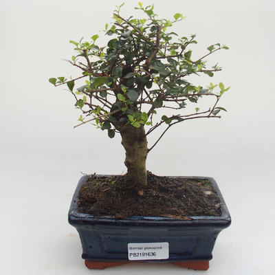 Indoor bonsai -Ligustrum retusa - Privet PB2191636 - 1