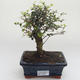 Indoor bonsai -Ligustrum retusa - Privet PB2191636 - 1/3