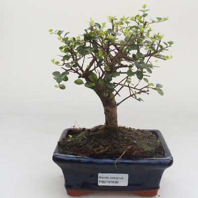 Indoor bonsai -Ligustrum retusa - Privet PB2191638 - 1