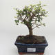 Indoor bonsai -Ligustrum retusa - Privet PB2191638 - 1/3