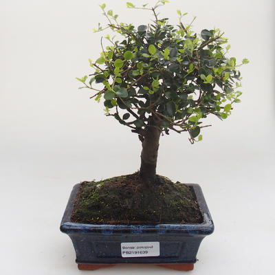 Indoor bonsai -Ligustrum retusa - Privet PB2191639 - 1
