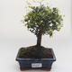 Indoor bonsai -Ligustrum retusa - Privet PB2191639 - 1/3