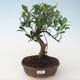 Indoor bonsai - Ficus retusa - small leaf ficus PB2191681 - 1/2