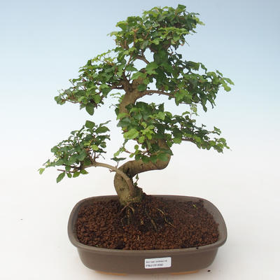 Indoor bonsai -Ligustrum chinensis - Privet PB2191692 - 1