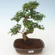 Indoor bonsai -Ligustrum chinensis - Privet PB2191692 - 1/3