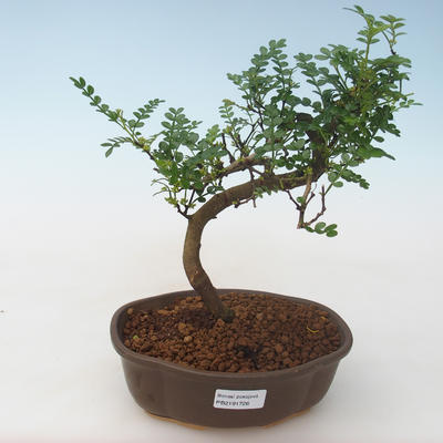 Indoor bonsai - Zantoxylum piperitum - Pepper tree PB2191726 - 1