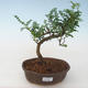 Indoor bonsai - Zantoxylum piperitum - Pepper tree PB2191726 - 1/4