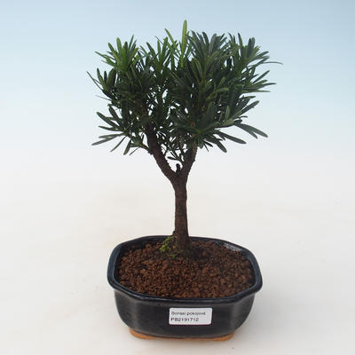 Indoor bonsai - Podocarpus - Stone yew PB2191712 - 1