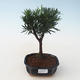 Indoor bonsai - Podocarpus - Stone yew PB2191712 - 1/4